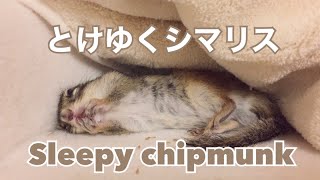 マッサージでうっとりするシマリス/Sleepy chipmunk