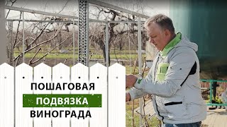 Пошаговая подвязка винограда