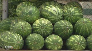 Watermelon crop behind schedule, Texas growers worry