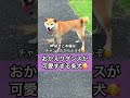 柴犬ダンスが可愛すぎる😂 shorts 柴犬 可愛い ダンス おもしろ かわいい dance shibainu ￼cute kawaii dog