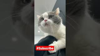 KUCING NGOMEL LUCU - ANGRY CAT