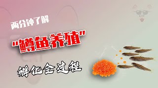 驚險！魚卵的人工孵化秘法，你以為在按摩母魚，其實是在擠魚卵 #制造过程 #金属挤压 #铝瓶 #墨壶 #螺旋桨