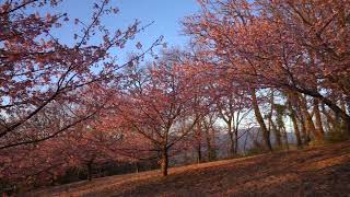 色彩あふれる夜明けの花園「見頃を迎えたカワヅザクラ」