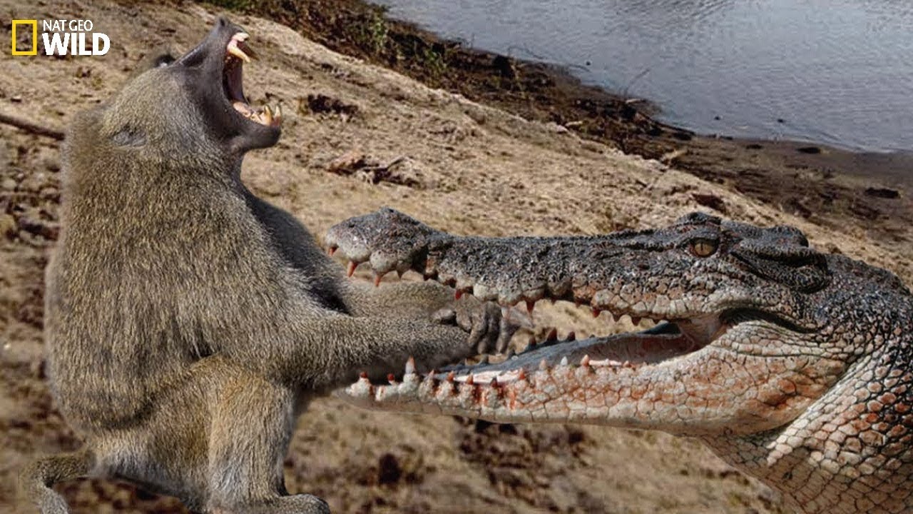 National Geographic Documentary - Fight Of Crocodiles And Baboon - Wild ...