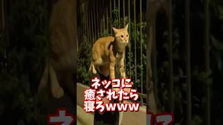 ネッコの動画で癒されたら寝ろｗｗｗ　#2ch #2chまとめ 動物スレ #2ch面白いスレ #動物 #犬 #猫 #癒やし #ねこ動画