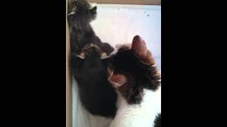 生後21日目こうしと子猫 歩けるよ！20160419