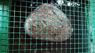 Floating stone of Ram Setu bridge. #shorts