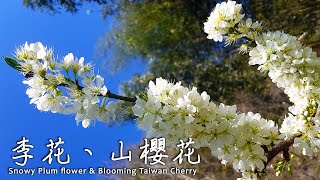 【花絮】李花 李子花, 台灣山櫻花 緋寒櫻 緋櫻 鐘花櫻 Plum flower, Taiwan Cherry