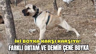 EFSANE MEYDANCI SOYU GÜDÜK BOYKA VE DEMİR ÇENE BOYKAYI KARŞILAŞTIRDIK KANGALDOG