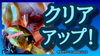 【今日のナンコ！2024.11.12】クリアアップ！【琵琶湖バス釣り】