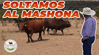 ¡SOLTAMOS AL TORAZO! | Se nos echó encima | Rancho Cinco Talentos | Ganadería