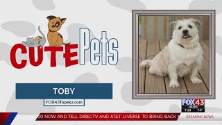 Cute Pets: Toby