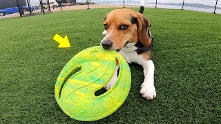 ドッグランでビーグル犬と半年ぶりにフリスビーした結果w