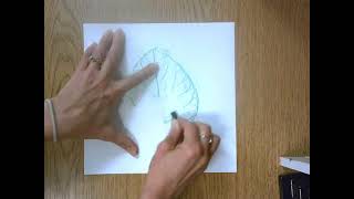 3 Leaf Rubbing