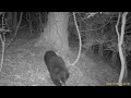 ［ﾄﾚｲﾙｶﾒﾗに映った動物たち 11］森を歩くツキノワグマ ursus thibetanus