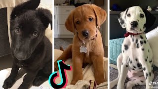 Dogs Doing Funny Things Tik Tok ~ Cutest Puppies TIKTOK Compilation ~ Fluppy ~ 2020