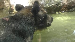 エゾヒグマの日常生活の様子 　The daily life of Ezo brown bears　2022年8月10日 上野動物園