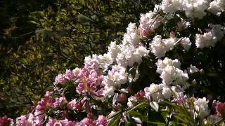 1030420合歡東峰玉山杜鵑花況 1