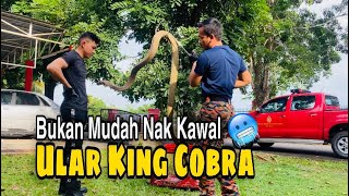 SAHUT CABARAN UNTUK KAWAL KING COBRA | HABIS MUKA CUAK