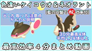 藍の円盤で祝効率化ケイコウオ＆ネオラント最高効率厳選4分まとめ30分最高4体平均2.24体以上 #ポケモンsv #最高効率 #色違い #ケイコウオ ＃ネオラント #藍の円盤 #ピクニックなし