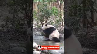 Think about bear's life | Too cute animals videos #panda