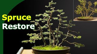 Restoring a neglected Picea (Spruce) bonsai forest