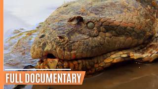 Deadly Encounter - Anaconda, the Silent Predator | Full Documentary