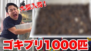 ゴキブリ１０００匹大量入荷しました！！