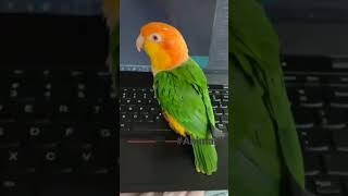 #shorts funny cute parrots video compilation. which one is dog? #cutebirds #funnyanimals #parrots