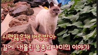 시력잃은채 버림받아 길에 버려진 품종묘 샤미의 이야기를 들어주세요