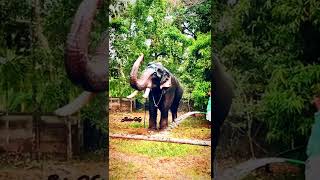 🐘🐘🐘ഗജരാജ ലക്ഷണ പെരുമാൾ| പാമ്പാടി രാജൻ |#jithuvty