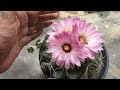 cactus ugaane me 05 galtiya jo sabase hoti hai