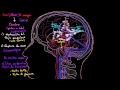 ¿Qué es el accidente cerebrovascular? | Khan Academy en Español