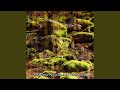 Hidden Harmony