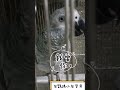 灰鸚鵡小灰寶貝奶音說：i love you 我愛你！鳥鳥好棒棒！ 小灰寶貝parrot 灰鸚鵡愛說話 灰鸚鵡愛講話 灰鸚鵡小灰 灰鸚鵡小灰寶貝