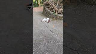 ഇപ്പൊ മാന്ത് കിട്ടിയേനെ #cat #malayalam #shortsvideo