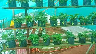 #strawberry #farm #nursery in #ooty