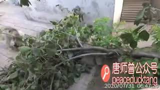 20200731唐师曾：《爱干活儿的小孩！》