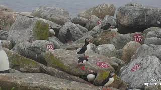 Burrow 59 male chases off puffin. Last season's partner?