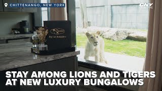 Experience lions and tigers from your room at The Wild's Big Cat Bungalows