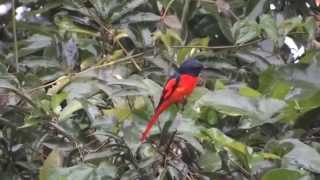 Scarlet Minivet