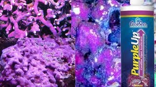 How to Grow Coralline Algae- Accelerate Purple Algae Growth!