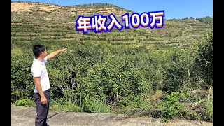 大叔承包700多亩山地搞种植，种植一种不起眼的果树，年收入100万