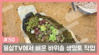 강화댁   용설TV 에서 컨닝해서 만든 생명토 바위솔 작품, 그동안 바위솔 작품도 구경하세요~