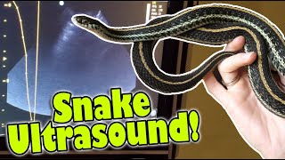 My Snake gets an Ultrasound to see if she's Gravid!