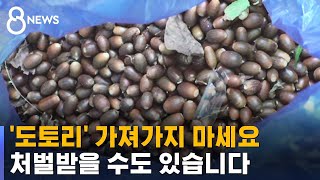 산에 가서 무심코 주워온 도토리…생태계에는 작은 재앙 / SBS