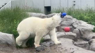 20230609:今日の円山動物園