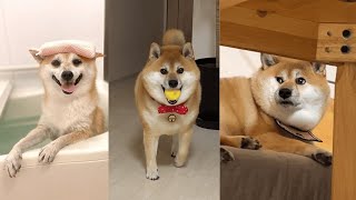 Funniest shiba inu Videos 2023 😂 New Funny Shiba Inu best Videos 😺🐶 Part 11   Tik Toks Compilation