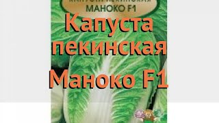 Капуста пекинская Капуста пекинская Маноко F1 🌿 обзор: как сажать, семена капусты