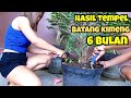 Cara Jitu Memperbesar Batang Bonsai Kimeng Dengan Cepat